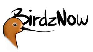 Logo Birdz Now
